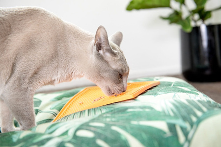 Mata LickiMat SOOTHER dla psów pomarańczowa