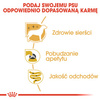 Royal Canin Yorkshire Terrier Adult karma mokra - pasztet, dla psów dorosłych rasy yorkshire terrier saszetka 85g