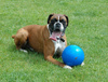 BOOMER BALL L - 8""  20cm NIEBIESKA