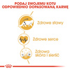 Royal Canin Maine Coon Adult karma sucha dla kotów dorosłych rasy maine coon 400g