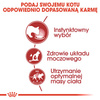 Royal Canin Instinctive w galaretce karma mokra dla kotów dorosłych, wybrednych saszetka 85g