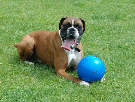 BOOMER BALL L - 8""  20cm NIEBIESKA