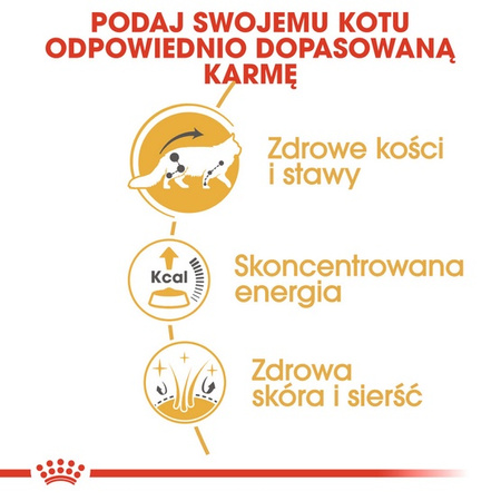 Royal Canin Maine Coon karma mokra w sosie dla kotów dorosłych rasy maine coon saszetka 85g