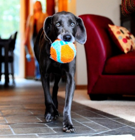 Chuckit! Indoor Ball [213201]